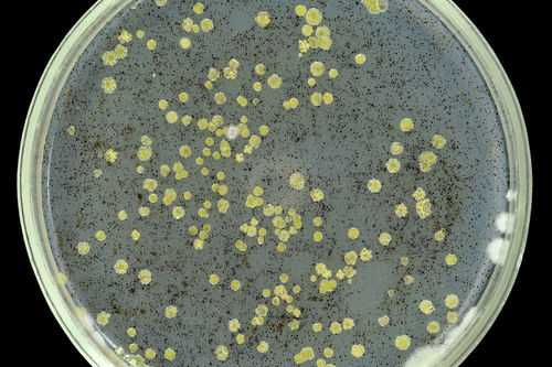 微生物中的“dip” 深度解析其含义与应用
