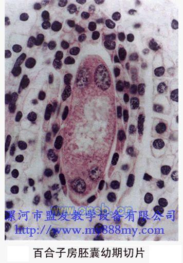 微观世界的惊奇 探索海洋中的荧光微生物群落